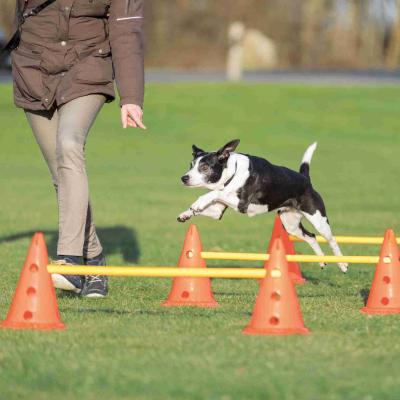 Trixie Fun Agility Pylonen-Hindernis Set