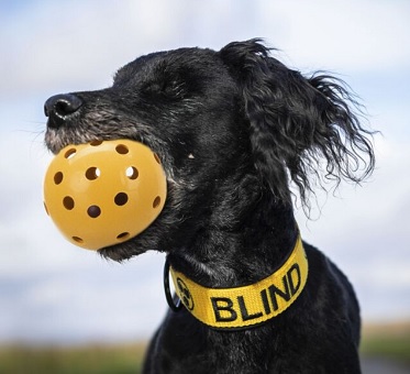 Trixie Lochball für blinde Hunde ø 7 cm