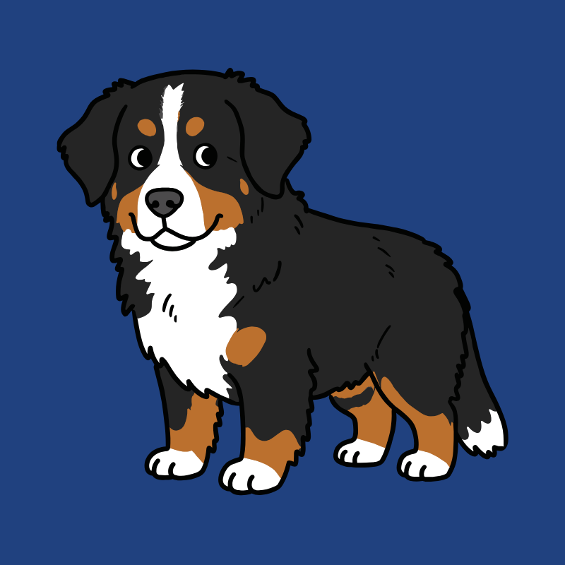 Kleiner Berni Bild Hund - Kleiner Berni